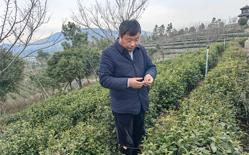 新春走基层｜荒山变茶园